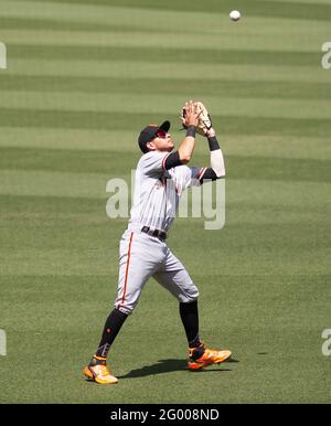 30. Mai 2021: Los Angeles Dodgers vs. San Francisco Giants im Dodger Stadium in Los Angeles, CA am Sonntag, 30. Mai 2021. Die Giants besiegten die Dodgers mit einem Endstand von 5:2. Mauricio Dubon #1 der SF Giants fängt im 4. Inning einen Ball. Quelle: Phillip Kim/Prensa Internacional/ZUMA Wire/Alamy Live News Stockfoto