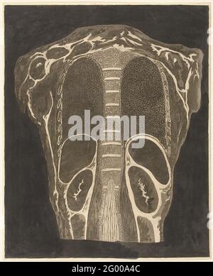 Anatomische Untersuchung der Organe in der Brust, von hinten gesehen. Stockfoto