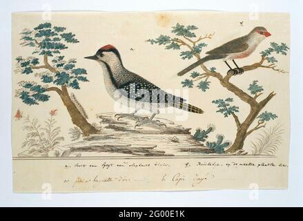 Dendropicos Fuscescens (Kardinalspecht) und Estrilda Astrild (gewöhnlicher Wacholder). Vogelstudie: Links ein Kardinalgericht (dendropicos fuscescens) und rechts ein Hl.Helenafazantje (Estrilda astrild). Gordon nennt den Phasanten „rote Augen“. Stockfoto