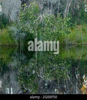 Blühende melaleuca / Paperbark Baum und andere einheimische Vegetation spiegelt sich in der Spiegelfläche des dunklen Wassers des Noosa River, Sunshine Coast, Australien Stockfoto