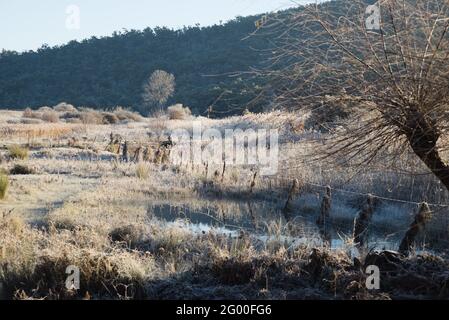 Blick auf das Ufer des Snowy River in NSW Australia am frostigen Morgen im Winter Stockfoto