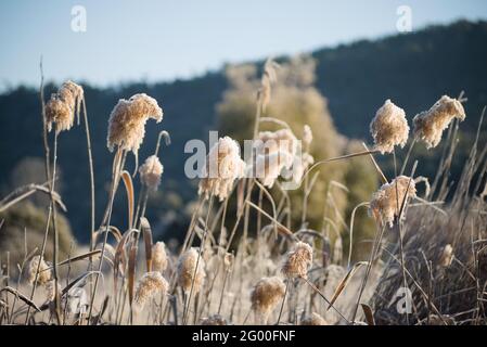 Gewöhnliches Schilf (Phragmites australis), das im Snowy River NSW Australia mit Frost bedeckt ist Stockfoto