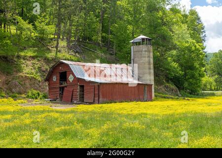 Alte rote Scheune in einem Feld von gelben Blüten Stockfoto