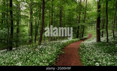 Waldwanderweg durch blühendes Bärlauchfeld bei Kall Auf dem Eifelsteig Stockfoto