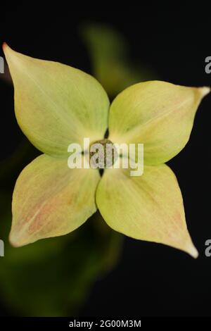 Weiße Blüte Nahaufnahme Cornus kousa Familie cornaceae botanisch Moderne Hintergrunddrucke in hoher Qualität in großen Größen Stockfoto