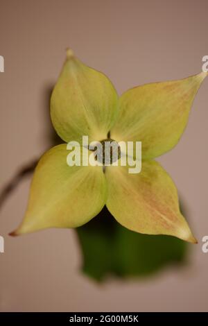 Weiße Blüte Nahaufnahme Cornus kousa Familie cornaceae botanisch Moderne Hintergrunddrucke in hoher Qualität in großen Größen Stockfoto