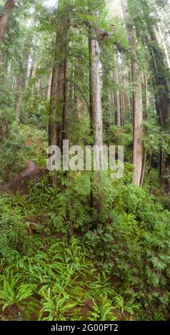 Redwood-Bäume und andere Vegetation gedeihen im feuchten Küstenklima Nordkaliforniens. In dieser Region gibt es große Waldgebiete. Stockfoto