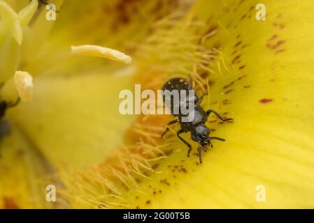 Käfer ernähren sich an den Nektarien innerhalb einer gelben mariposa-Lilie (Calochortus luteus) in Kalifornien. Die Käfer sind wichtige Insektenbestäuber. Stockfoto