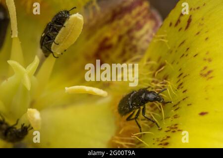 Käfer ernähren sich an den Nektarien innerhalb einer gelben mariposa-Lilie (Calochortus luteus) in Kalifornien. Die Käfer sind wichtige Insektenbestäuber. Stockfoto