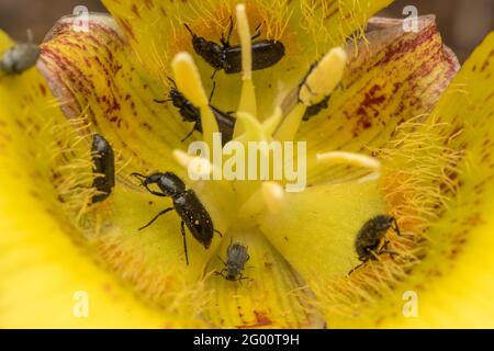 Käfer ernähren sich an den Nektarien innerhalb einer gelben mariposa-Lilie (Calochortus luteus) in Kalifornien. Die Käfer sind wichtige Insektenbestäuber. Stockfoto