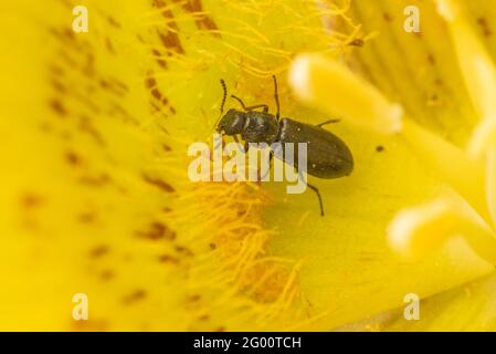 Käfer ernähren sich an den Nektarien innerhalb einer gelben mariposa-Lilie (Calochortus luteus) in Kalifornien. Die Käfer sind wichtige Insektenbestäuber. Stockfoto