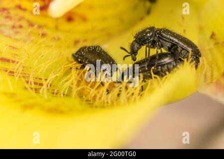 Käfer ernähren sich an den Nektarien innerhalb einer gelben mariposa-Lilie (Calochortus luteus) in Kalifornien. Die Käfer sind wichtige Insektenbestäuber. Stockfoto