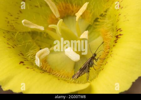 Die gebogene Motte (Galechioidea) füttert am Nektar einer gelben mariposa-Lilie (Calochortus luteus) im Henry Coe State Park, Kalifornien. Stockfoto