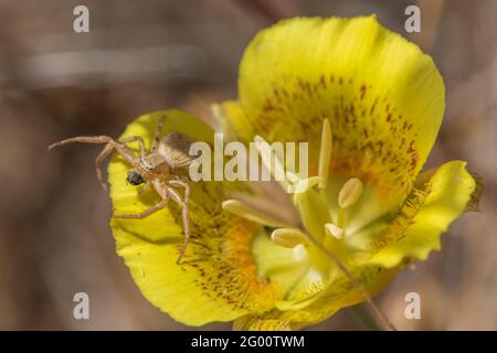 Ground Crab Spider (Xysticus sp) auf einer gelben mariposa Lilie Blume (Calochortus luteus) im Henry Coe State Park in Kalifornien. Stockfoto