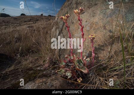 Bluff-Salat (Dudleya farinosa) ist eine in Kalifornien wachsende Sukulente, die manchmal für Wilderei und illegale Sammlung bestimmt ist. Stockfoto