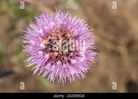 Coyote Mint (Monardella villosa) ein mehrjähriges Kraut, das wunderschöne violette Blüten hervorbringt, eine Wildblume aus Kalifornien. Stockfoto