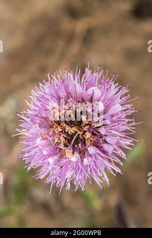 Coyote Mint (Monardella villosa) ein mehrjähriges Kraut, das wunderschöne violette Blüten hervorbringt, eine Wildblume aus Kalifornien. Stockfoto