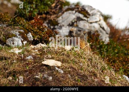 alpenmurmeltier (Marmota marmota) im Frühling vor seinem Bau, gesehen im Nationalpark Berchtesgaden, Deutschland Stockfoto