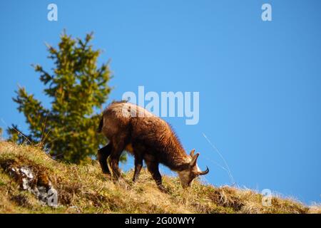 Junge Alpenbams (Rupicapra rupicapra) füttern in freier Wildbahn im Nationalpark Berchtesgaden, Bayern, Deutschland Stockfoto