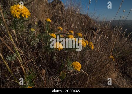 Golden Yarrow (Eriophyllum confertiflorum) wächst in einem Marin County, Kalifornien Grasland. Stockfoto