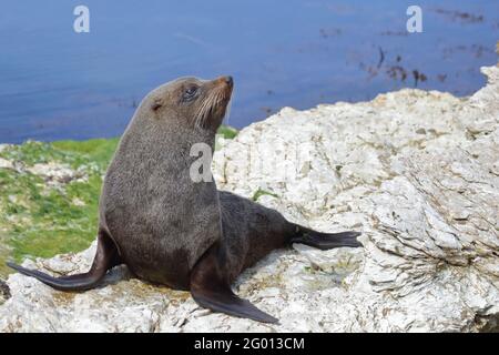 Neuseeländischer Seebär / Neuseeländischer Seehund / Arctocephalus forsteri Stockfoto