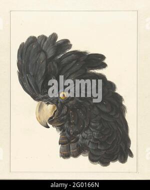 KOPF EINES Kakadus; Kopf eines Papageien. Schwarzer Kopf mit Federn links von einem Rotstern-Bagger (Calyptorhynchus banksii). Stockfoto