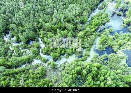 Luftpanorama der Frühlingslandschaft mit Sumpf inmitten von Grün Wald mit frischem Laub Stockfoto