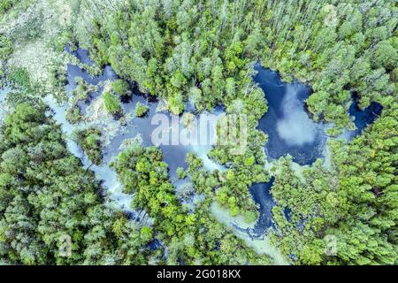 Feuchtgebiet inmitten von Wäldern mit üppigem Grün. Luftaufnahme von oben im Frühling Stockfoto