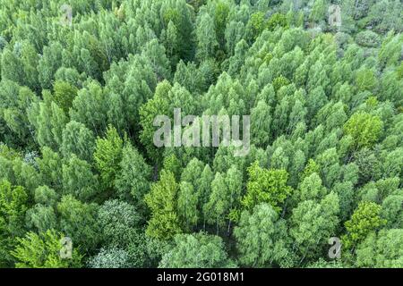 Luftaufnahme der Frühlingswaldlandschaft. Natürlicher grüner Hintergrund. Drohnenfotografie. Stockfoto