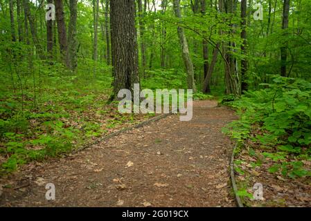 Weg durch einen Laubwald im Sommer Stockfoto