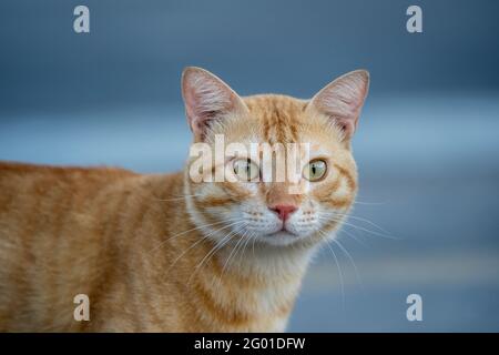 Porträt einer einsamen roten Katze auf der Straße von Ägypten in Sharm El Sheikh, Nahaufnahme Stockfoto