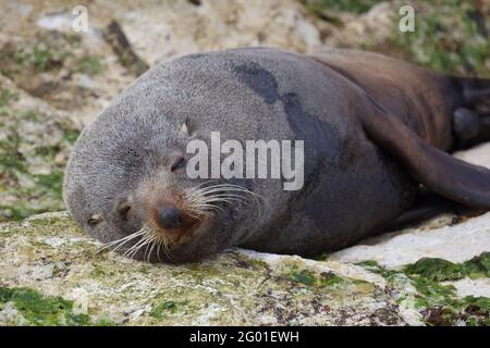 Neuseeländischer Seebär / Neuseeländischer Seehund / Arctocephalus forsteri Stockfoto