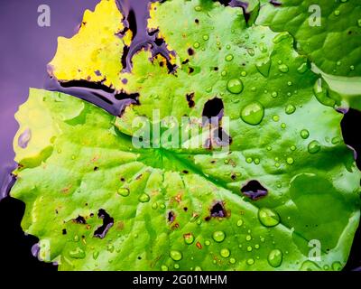 Schöne Schäden grünen Lilie Blatt oder Lotusblüten Blätter mit vielen Wassertropfen bedeckt nach dem Regen auf tiefblauen Wasseroberfläche Hintergrund. Stockfoto