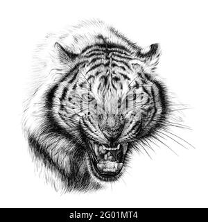 Handgezeichnetes zornig Tiger Portrait, Skizzengrafik monochrome Illustration auf weißem Hintergrund (Originale, keine Nachzeichnung) Stockfoto