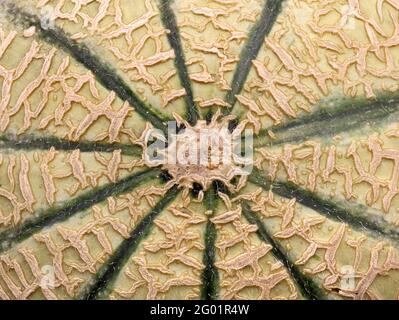 Cantaloupe Melone Peel Textur, Draufsicht Makroaufnahme Oberfläche Stockfoto
