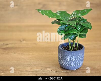 Junge Kaffeepflanze, Coffea arabica, in Steintopf isoliert auf Holzhintergrund mit Kopierplatz auf der linken Seite Stockfoto