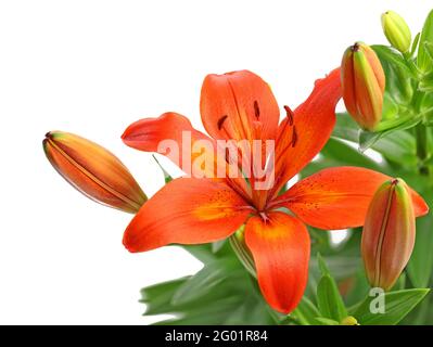 Orangene Lilienblume isoliert auf weißem Hintergrund, Makroaufnahme einer einzelnen Lilienblüte auf einem Strauß Stockfoto