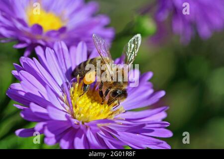 Honigbiene mit Pollen am Bein sammelt sich auf violettem Aster Stockfoto