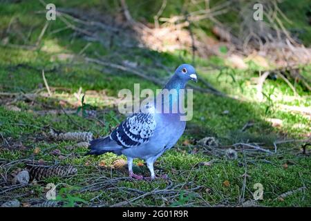 Felstaube, Columba livia, steht auf Waldboden Stockfoto