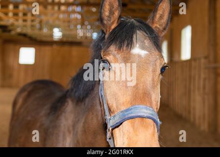 Portrait von schönen gesunden braunen Kastanien Pferd auf Reitplatz drinnen. Portrait eines reinrassigen jungen Hengstes.Indoors,Nahaufnahme. Stockfoto