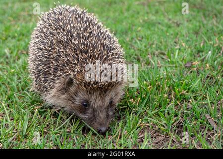 Europäischer oder gewöhnlicher Igel auf einer grünen Wiese. Frühlingstag. Nahaufnahme. Stockfoto