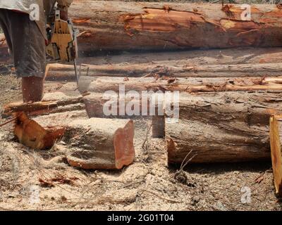 Der Mann, der Holz mit der Kettensäge schneidet, den Baum des Holzarbeiters schneidet, ein Holzfäller, der einen Baumstamm in einem Stapel von Baumstämmen sägt, spritzt Sägemehl Stockfoto