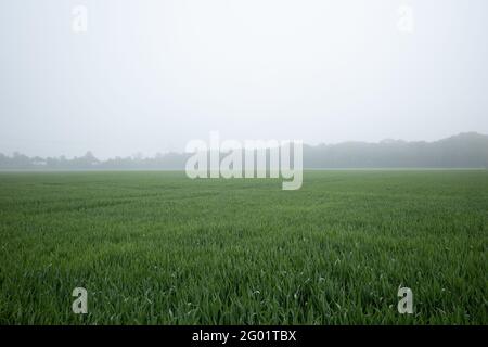 Selektiver Fokus auf Kabel und Kabel des lan-Systems, die mit dem Hauptrechnerserver verbunden sind. Stockfoto