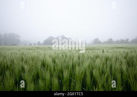 Selektiver Fokus auf Kabel und Kabel des lan-Systems, die mit dem Hauptrechnerserver verbunden sind. Stockfoto