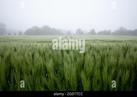 Selektiver Fokus auf Kabel und Kabel des lan-Systems, die mit dem Hauptrechnerserver verbunden sind. Stockfoto