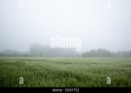 Selektiver Fokus auf Kabel und Kabel des lan-Systems, die mit dem Hauptrechnerserver verbunden sind. Stockfoto