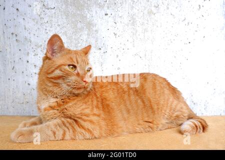 Erwachsene Ingwermegrel-Katze. Das Tier liegt auf einer Holzoberfläche Stockfoto