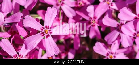 Hintergrund von rosa Blüten Phlox subulata, kriechend, moosrosa oder Berg Phlox, im Frühjahr Stockfoto