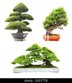 Sammlung von Bonsai-Baum. Set aus Bonsai in verschiedenen Formen in Blumentöpfen. Isoliert auf weißem Hintergrund Stockfoto