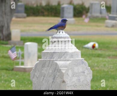 Santa Ana, Kalifornien, USA 29. Mai 2021 EINE allgemeine Sicht der Atmosphäre der Bluebird auf dem Santa Ana Friedhof 1919 E. Santa Clara Avenue in Santa Ana, Kalifornien, USA. Foto von Barry King/Alamy Stockfoto Stockfoto